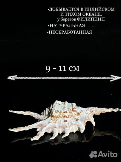 Морские ракушки раковины