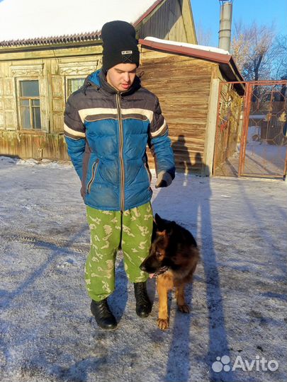 Дрессировка собак кинолог