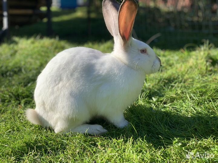 Калифорнийские кролики
