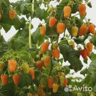 Саженцы малины оранжевое чудо