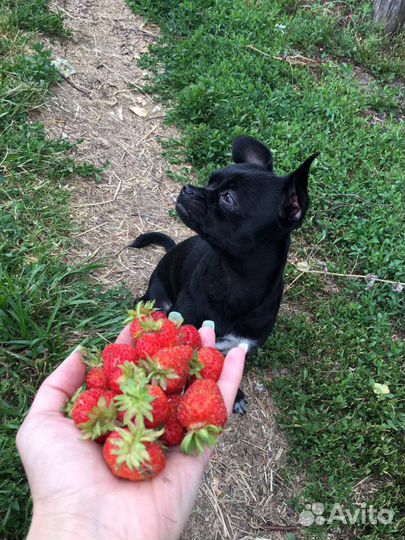Кобель чихуахуа для вязки