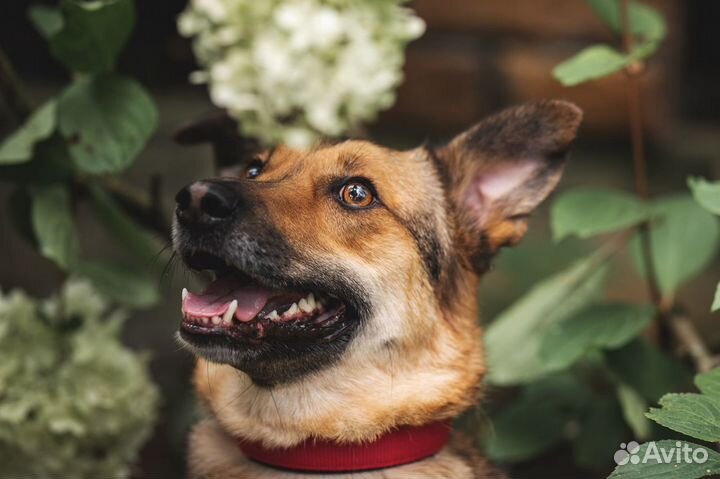 Мира. Собака в добрые руки