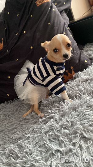 Продам чихуахуа мини