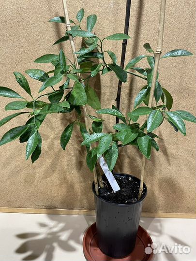 Мандарин Миагава