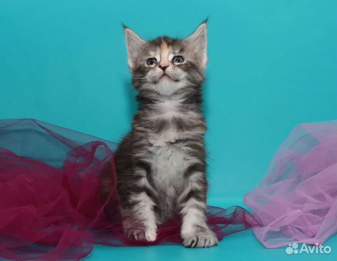 Котята Мейн-кун