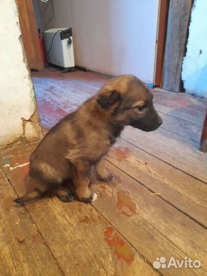 Собака в добрые руки отдам бесплатно