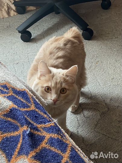 Кот на вязку