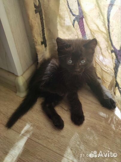 Котята 1,5 мес. в добрые руки