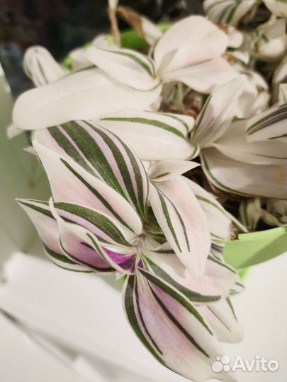 Традесканция трёхцветная, низкорослая