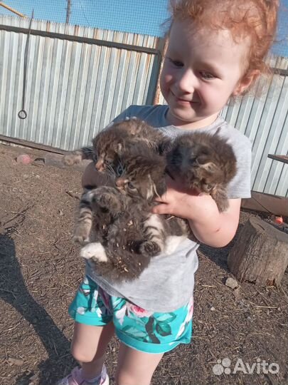 Вислоухие котята в добрые руки