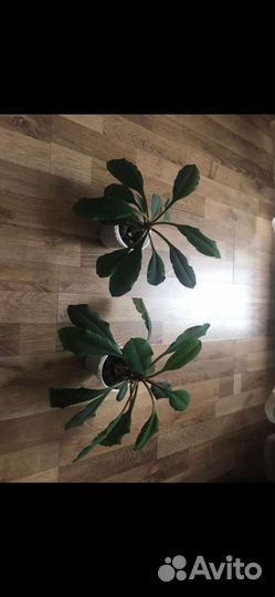 Молочай беложильчатый (эуфорбия)