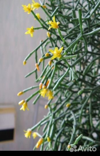 Продам цветы комнатные (хатиора )