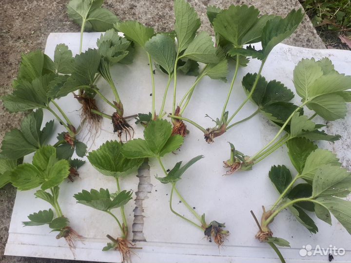 Рассада клубники(усы)