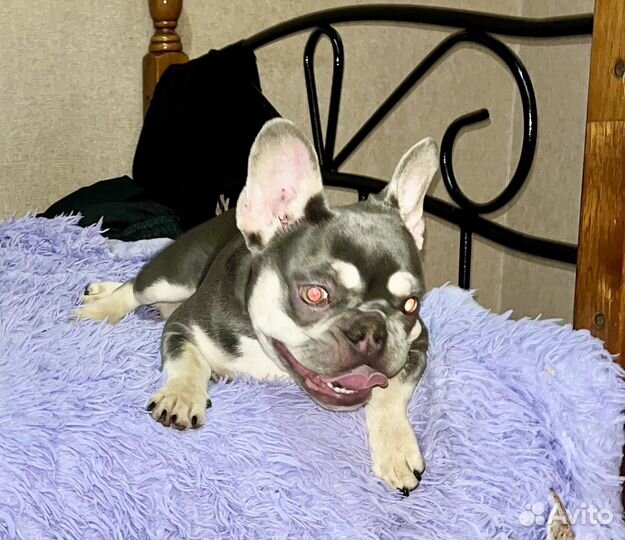 Лилак тан девочка(в течке)