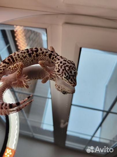 Иранский эублефар