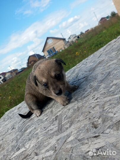 Щенки дворняжки