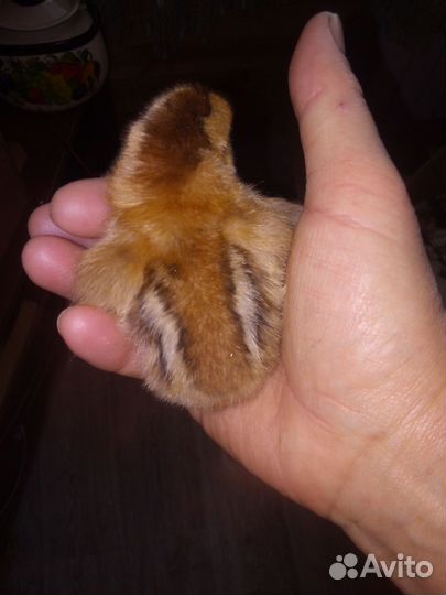 Инкубационное яйцо