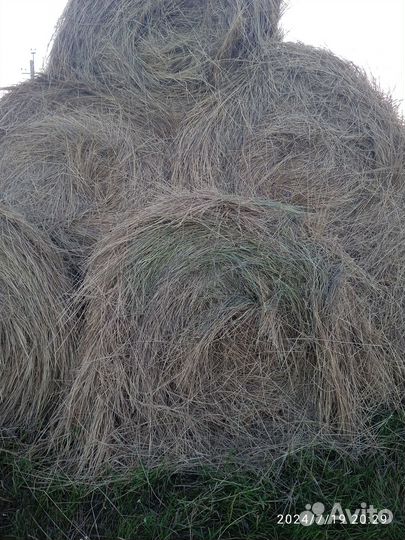 Продам сено в рулонах