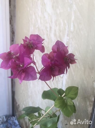 Бугенвиллия Mahara marble