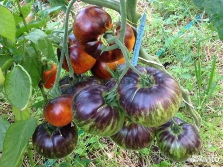 Семена томата Мечта Алисы