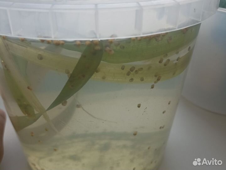 Улитки ампулярии