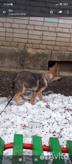 Щенок в добрые руки