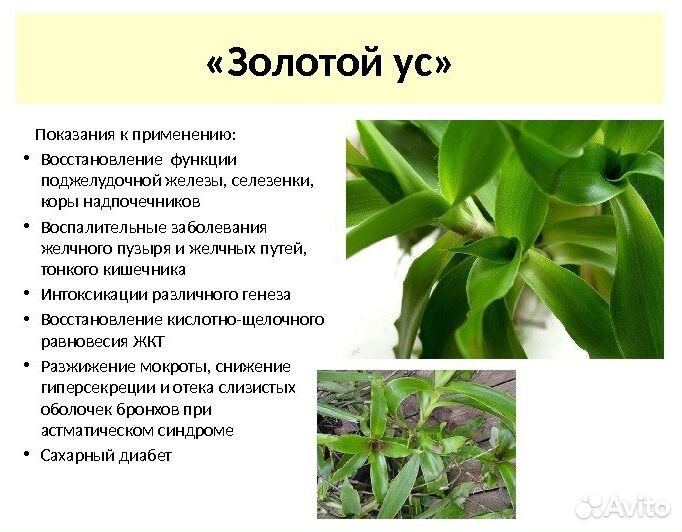 Золотой Ус