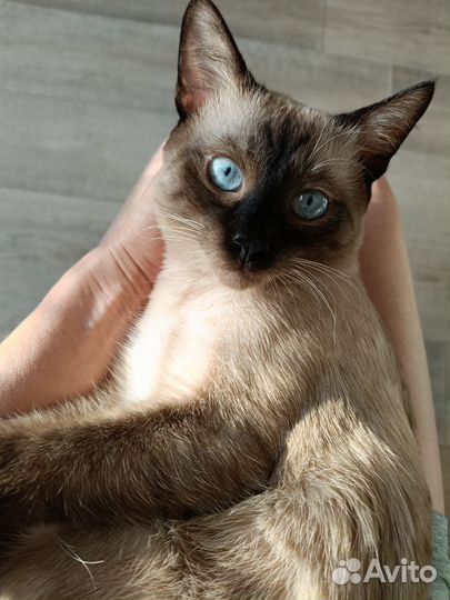 Тайский кот вязка