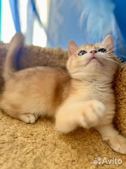 Шотландская золотая и серебристая Шиншилла