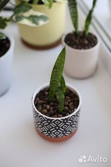 Сансеверия или щучий хвост