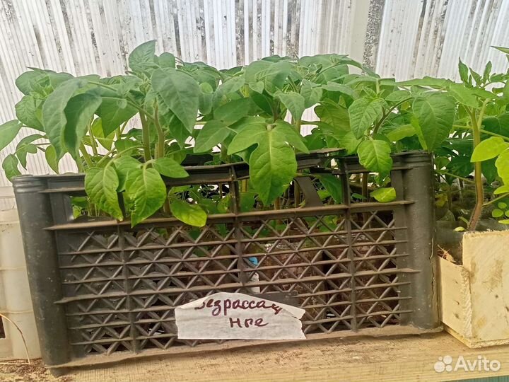 Рассада помидор