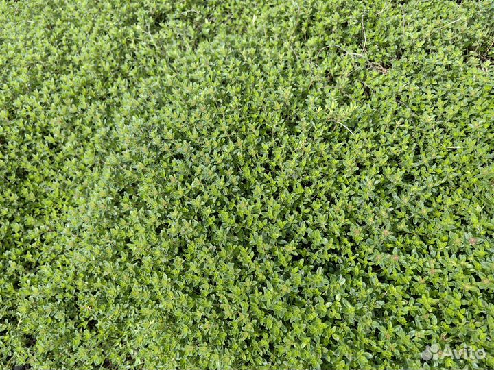 Тимьян ползучий, чабрец, богородская трава