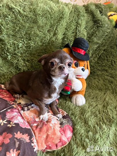 Две взрослых шоколадных чишки и белая помераночка