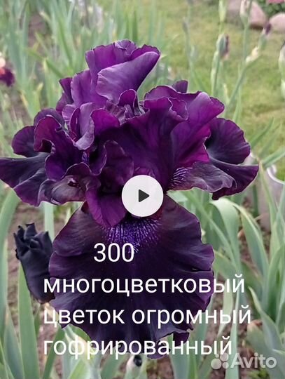 Ирисы бородатые