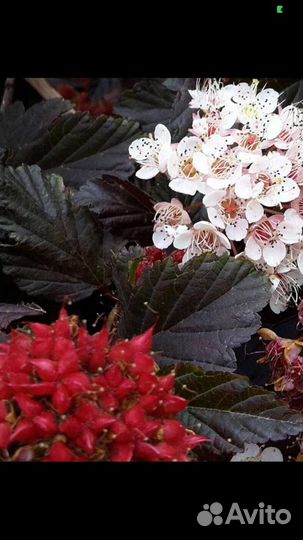 Диабло Д’ор и Дартс Голд (пузыреплодники)