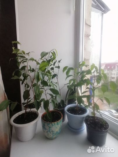 Фикус бенджамина