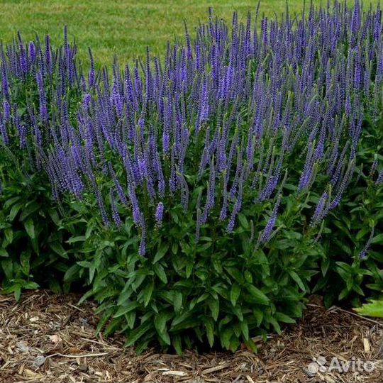 Мята мелисса травы душистые