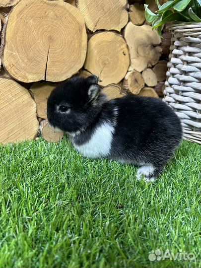 Карликовые декоративные мини домашние кролики