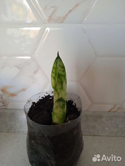 Сансевиерия