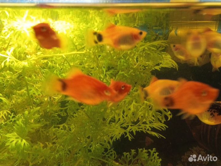 Аквариумные рыбки пецилии