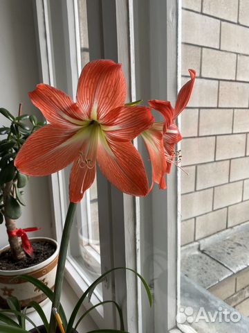 Гиппиаструм (амариллис)