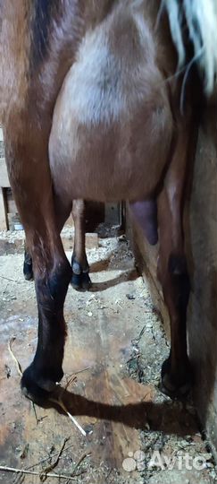 Коза камори