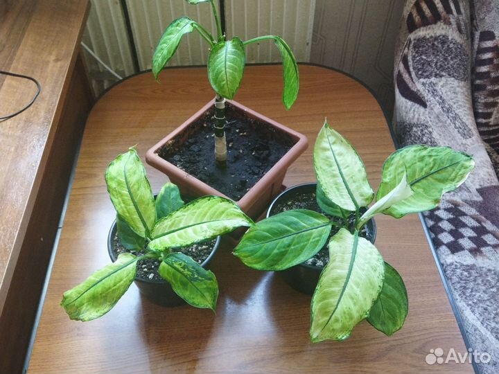 Комнатные цветы