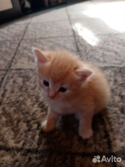 Котята