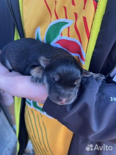 Щенки хаски