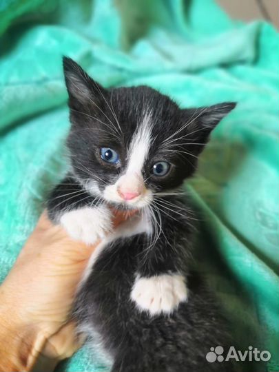 Добрые руки бесплатно