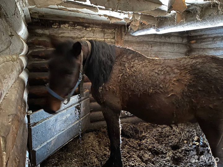 Продам коня