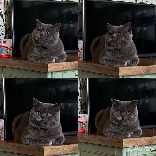 Шотландский кот Вязка. Большой опыт