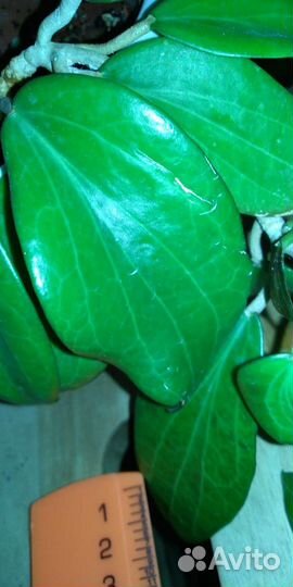 Хойи набором или взрослые растения