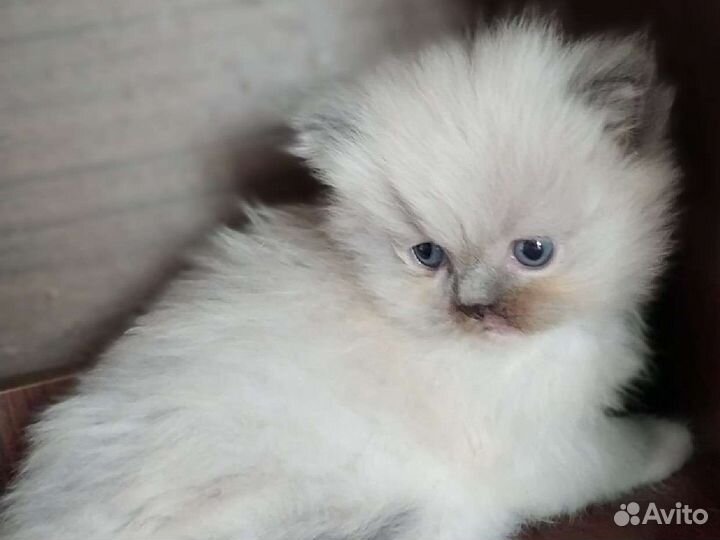 Кошечка 1.5месяца